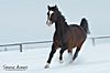 Pedro im Schnee